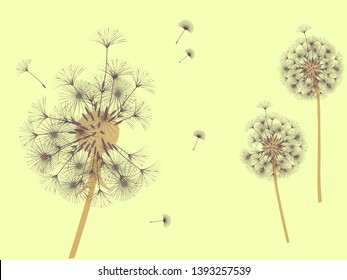 Dandelion background for your design. The wind blows dandelion seeds. Template for posters, wallpapers, cards. Vector illustration.