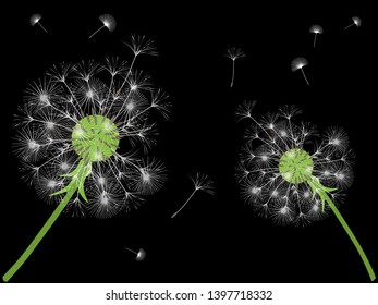 Dandelion background for your design. The wind blows dandelion seeds. Template for posters, wallpapers, cards. Vector illustration.
