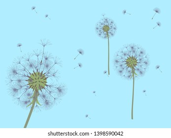 Dandelion background for your design. The wind blows dandelion seeds. Template for posters, wallpapers, cards. Vector illustration.