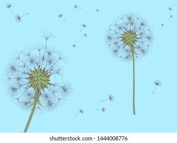 Dandelion background for your design. The wind blows dandelion seeds. Template for posters, wallpapers, cards. Vector illustration.