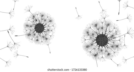 Dandelion background for your design. The wind blows dandelion seeds. Natural background. Advertising flyer brochure. Vector template.