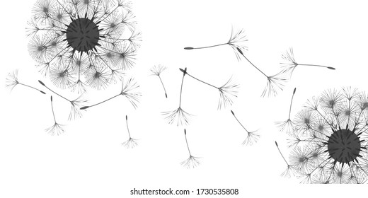 Dandelion background for your design. The wind blows dandelion seeds. Natural background. Brochure creative design. Vector template.
