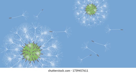 Dandelion background for your design. The wind blows dandelion seeds. Floral background. Advertising flyer brochure. Vector template.