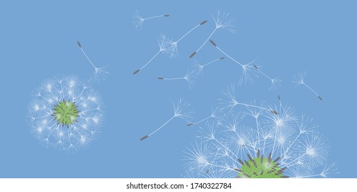Dandelion background for your design. The wind blows dandelion seeds. Natural background. Advertising flyer brochure. Vector template.
