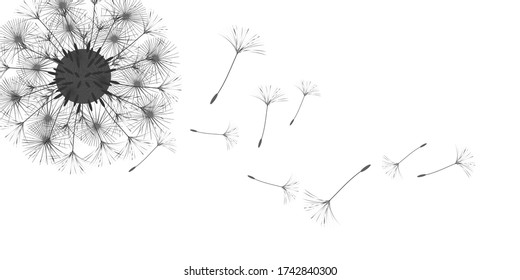 Antecedentes de Dandelion para tu diseño. El viento sopla semillas de león. Fondo floral. Folleto del folleto publicitario. Plantilla de vectores.