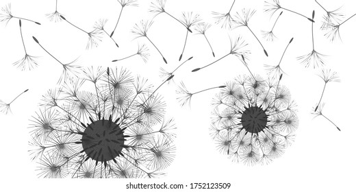 Dandelion background for your design. Wind dandelion seeds blowing. Natural background. Brochure creative design. Vector template.