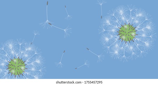 Dandelion background for your design. The wind blows dandelion seeds. Floral background. Brochure creative design. Vector template.