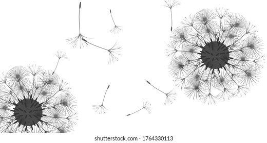 Antecedentes de Dandelion para tu diseño. El viento sopla semillas de león. Fondo natural. Folleto del folleto publicitario. Plantilla de vectores.
