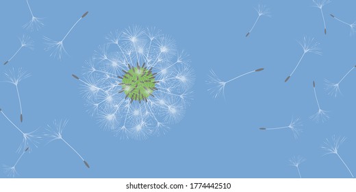 Dandelion background for your design. The wind blows dandelion seeds. Natural background. Brochure creative design. Vector template.
