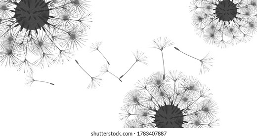 Dandelion background for your design. The wind blows dandelion seeds. Floral background. Brochure creative design. Vector template.