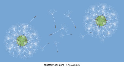 Dandelion background for your design. The wind blows dandelion seeds. Floral background. Advertising flyer brochure. Vector template.