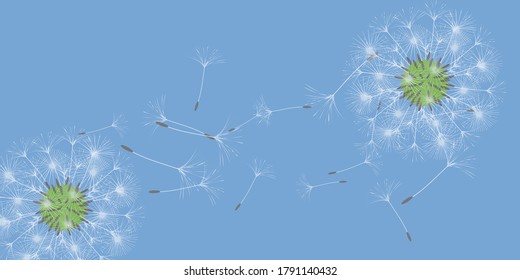 Dandelion background for your design. The wind blows dandelion seeds. Natural background. Brochure creative design. Vector template.