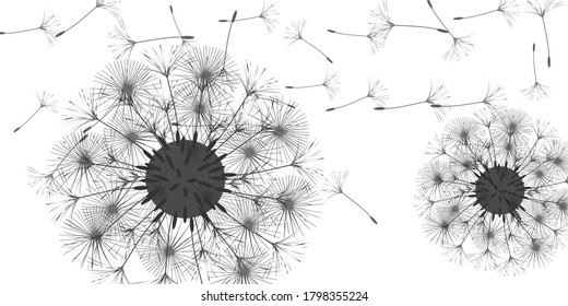 Dandelion background for your design. The wind blows dandelion seeds. Floral background. Brochure creative design. Vector template.