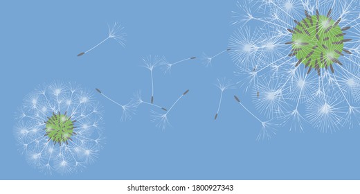 Antecedentes de Dandelion para tu diseño. El viento sopla semillas de león. Fondo natural. Folleto del folleto publicitario. Plantilla de vectores.
