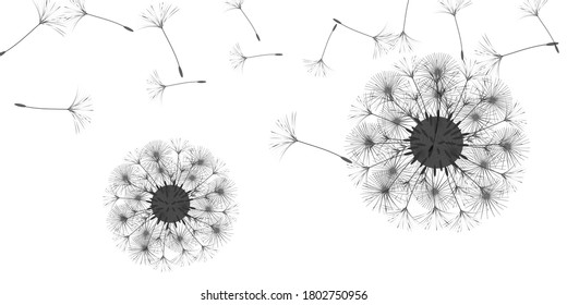 Dandelion background for your design. The wind blows dandelion seeds. Floral background. Advertising flyer brochure. Vector template.