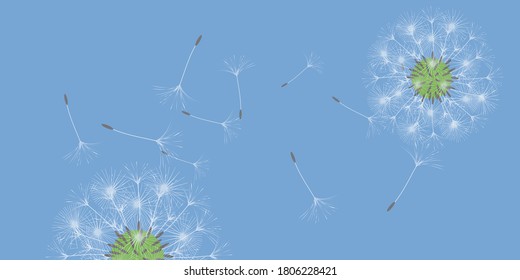 Dandelion background for your design. The wind blows dandelion seeds. Floral background. Brochure creative design. Vector template.