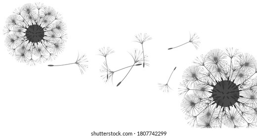 Dandelion background for your design. The wind blows dandelion seeds. Floral background. Advertising flyer brochure. Vector template.