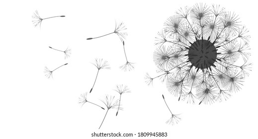 Dandelion background for your design. The wind blows dandelion seeds. Natural background. Advertising flyer brochure. Vector template.