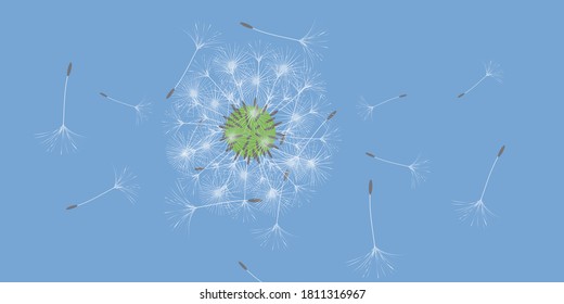 Antecedentes de Dandelion para tu diseño. El viento sopla semillas de león. Fondo floral. Folleto del folleto publicitario. Plantilla de vectores.