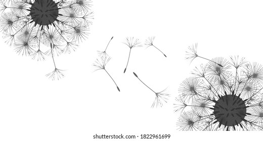 Dandelion background for your design. The wind blows dandelion seeds. Floral background. Advertising flyer brochure. Vector template.