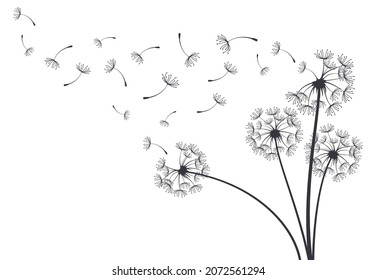 Dandelion blowball botanical plant fluffy flying seeds. Decorative blooming dandelions with fluffy flying seeds vector background illustration. Hand drawn fluffy dandelions. Blooming overblown