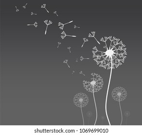 Dandelion blowing silhouette with flying dandelion buds. Vector illustration