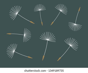 Dandelion blown seeds on dark blue background. Vector illustration.