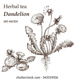 Dandelion, botanical drawing. Medicinal plant.  Hand drawn.