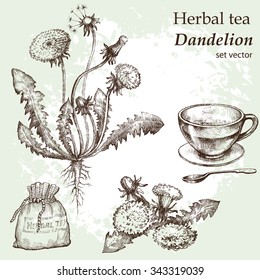 Dandelion, botanical drawing. Medicinal plant.  Hand drawn. Vintage background.