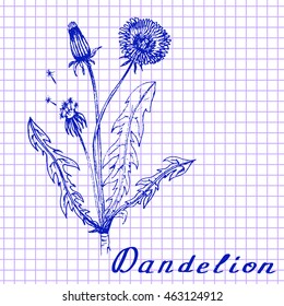 Dandelion. Botanical drawing on exercise book background. Vector illustration. Medical herbs