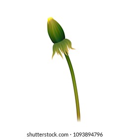 Dandelion box stem realistic isolated. Lonely closed spring flower for illustrators. Vector illustration of plant
