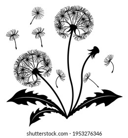 Dandelion bush with leaves. The design element is separated from the background. Vector black and white illustration.