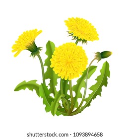 Dandelion bush realistic isolated. Spring fluffy yellow flower with leaves and stems. Vector illustration