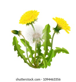 Dandelion Bush Realistic Isolated. Spring Fluffy Yellow Flower With Leaves And Stems. Vector Illustration