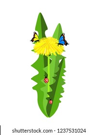 Dandelion butterfly on white background