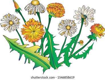 dandelion and camomile set isolated