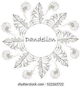 Dandelion circular pattern. Flowers, buds, leaves. Isolates on white background. Suitable for packaging and advertising of drug charges, natural cosmetics, dietary supplements, health food. Vector