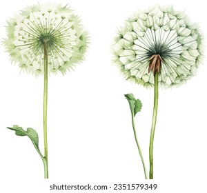 Dandelion clipart, isolated vector illustration.