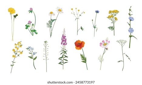 Dandelion, clover, chamomile, buttercup, cornflower, tansy, chicory, hypericum, forget-me-not, shepherd's purse, fireweed, poppy, cosmos, yarrow. Beautiful useful wild plants set on a white background