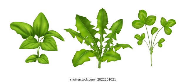 Dandelion, clover leaves and arum foliage in realistic style. Vector isolated meadow greenery elements. Flora diversity. Botanical designs, environmental visuals and graphic compositions