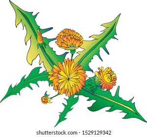 dandelion composition isolated on white
