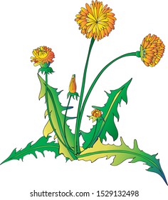 dandelion composition isolated on white
