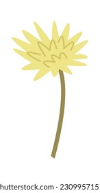 Dandelion Daisy Wildflowers Vector Illustration