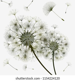 Dandelion for design. Abstract background . The wind blows the seeds of a dandelion. Template for posters, wallpapers, posters. Vector illustrations.