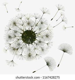 Dandelion for design. Abstract background . The wind blows the seeds of a dandelion. Template for posters, wallpapers, posters. Vector illustrations.