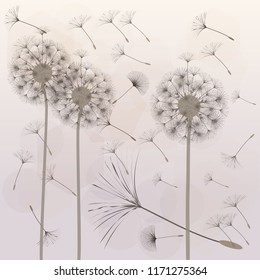 Dandelion for design. Abstract background . The wind blows the seeds of a dandelion. Template for posters, wallpapers, posters. Vector illustrations.