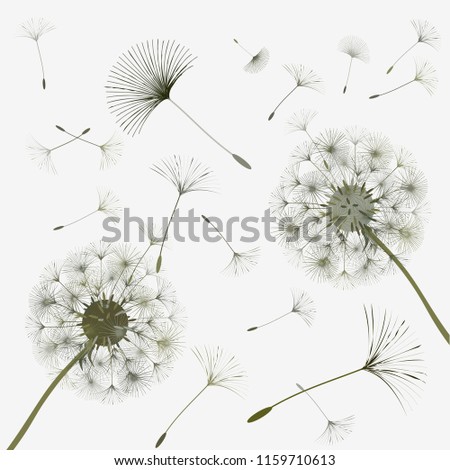 dandelion design abstract background wind blows stock vector