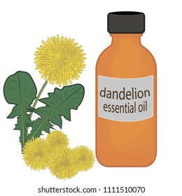 Dandelion essential oil vector illustration