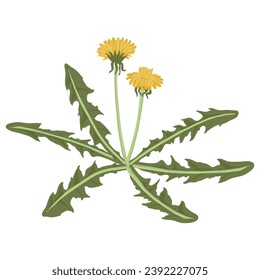 dandelion, flor de campo, planta silvestre de dibujo vectorial de fondo blanco, elemento floral, ilustración botánica de mano