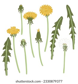 dandelion, field flowers, vector drawing wild plants at white background, floral elements, hand drawn botanical illustration